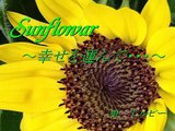 ひまわりの歌 : Sunflower  ~幸せを運んで・・・~  ひまわり - T.ルビー