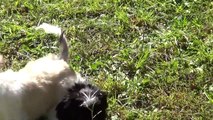 Shih Tzu puppies fun in the sun!!!
