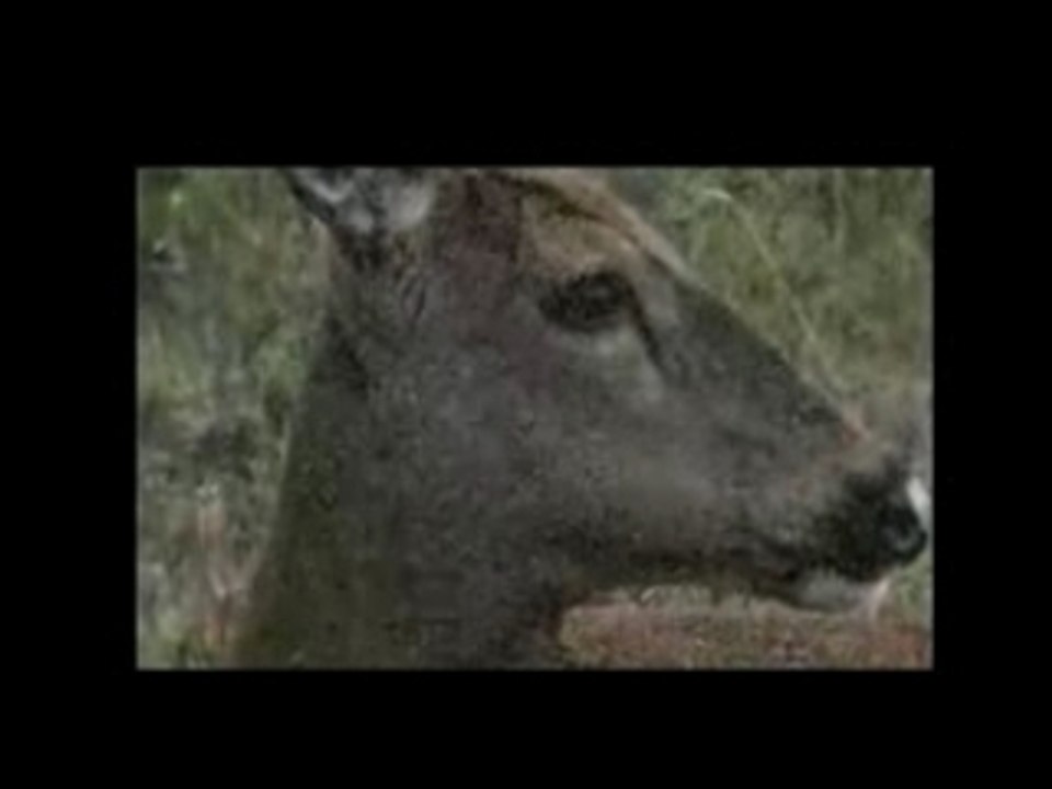 Msieur Cerf le solitaire - FaxVideo