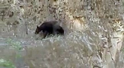 Dağcı Gibi Tırmanan Ayıları Görünce Şaşıracaksınız!
