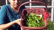 How to Grow Mint  - Pudina - Gardening by Bhavna
