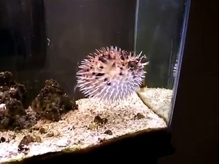 Puffer Fish