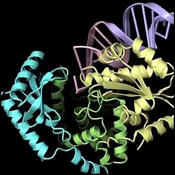 Mechanism of template-independent CCA addition by CCA-adding enzyme