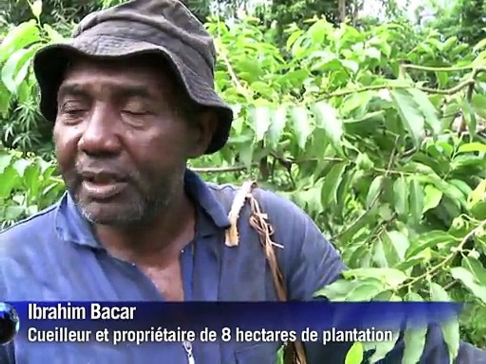 La fleur d'ylang ylang, or des Comores et reine des parfumeurs