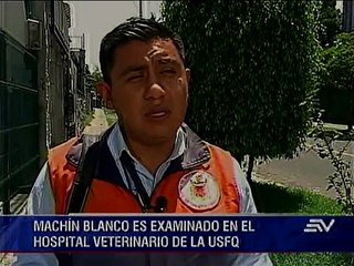 Mono machín blanco fue rescatado en el Panecillo