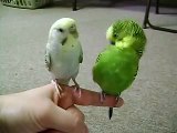 My Birds Parakeets Chirping Singing Kissing