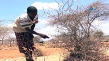 Isiolo looks to Gum Arabic for millions in revenue