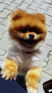 satilik boo pomeranian yavru 05333974577
