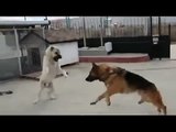 Turkish Kangal vs German Shepherd - Kangal gegen Schäferhund
