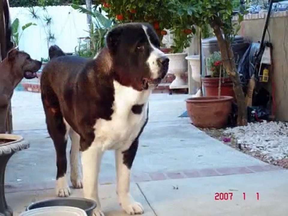 200+lbs Almaz Giant Central Asian Shepherd Alabai Dog