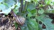 Trapping snails and slugs - UC IPM