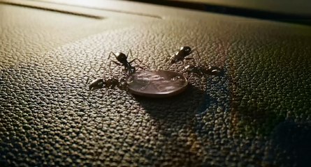 Cinéma - Ant-Man - Bande-annonce #2 (VF)