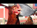 Hombre ingresa en una granja avícola en California y mata a 920 pollos con un palo de golf