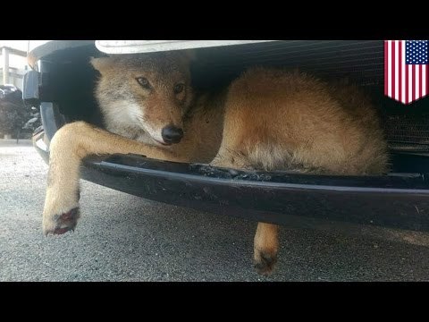 Coyote es rescatado luego de ser atropellado y terminar atrapado en el parachoques de una camioneta