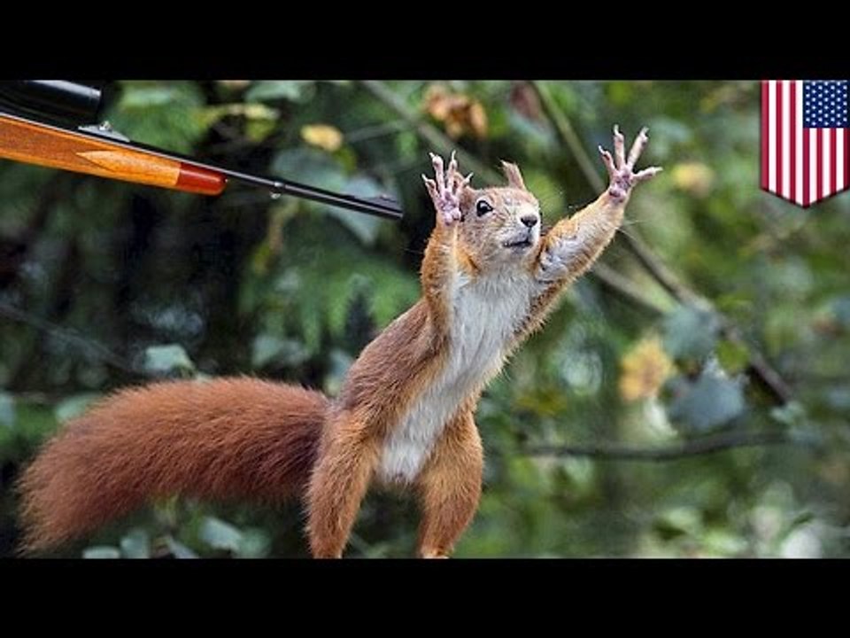 Hombre en Nueva York le dispara a un amigo luego de confundirlo con una ardilla