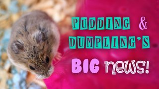 Pudding & Dumpling's BIG news!