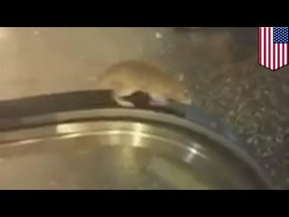 Rata atrapada en una escalera mecánica en Los Ángeles es un claro ejemplo de la futilidad de la vida