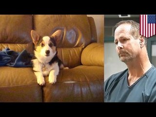 Hombre en estado de ebriedad le dispara al perro de su vecino por ladrar constantemente