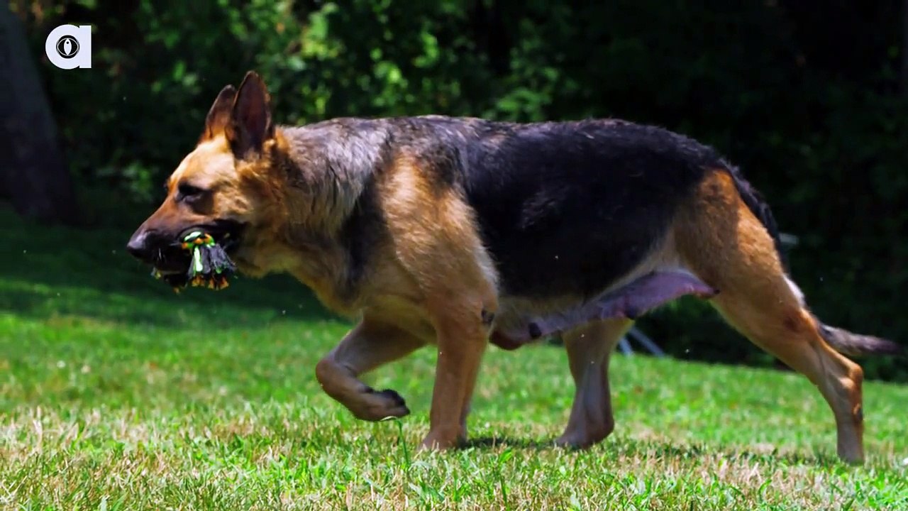 German Shepherd Facts