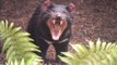 Tasmanian devils  taronga western plains zoo in San Diego US