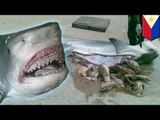 Pescadores filipinos encuentran restos humanos parcialmente digeridos en el estomago de un tiburón