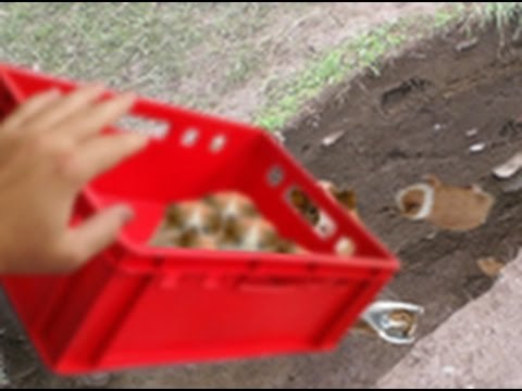 Joven lanza decenas de conejillos de indias en una zanja luego de que no pudo venderlos