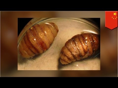 Hombre de negocios que regreso de un viaje en África tenia larvas de mosca viviendo bajo la piel