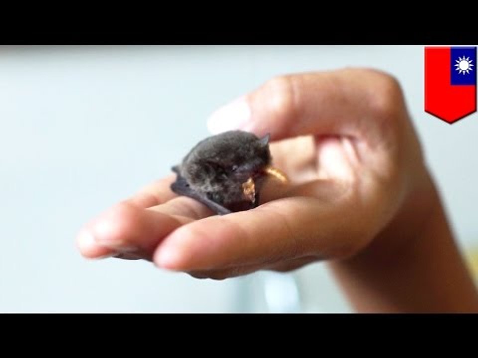 Santuario para animales heridos en Taiwán es forzado a buscar un nuevo lugar y necesitan ayuda