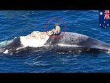 Hombre por poco se convierte en cena para tiburones cuando decidió “surfear” en una ballena muerta
