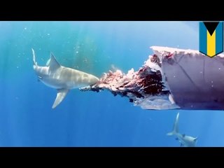 Descargar video: Increíble video de varios tiburones toro que se alimentan del cuerpo de una ballena muerta