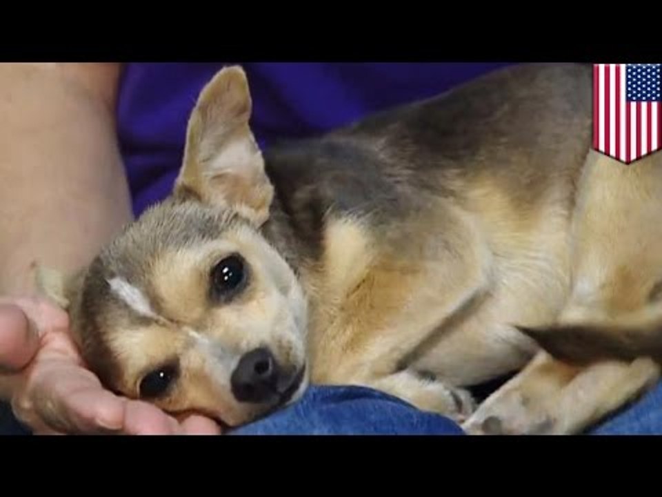 Hombre borracho que estaba vetado de entrar a Starbucks lanza a un perro contra la ventana del lugar