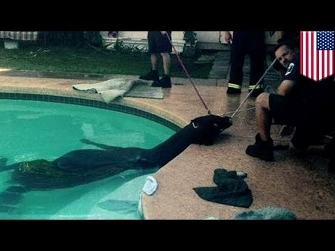 Bomberos en Phoenix, Arizona deben usar su ingenio para rescatar un caballo que cayo en una piscina