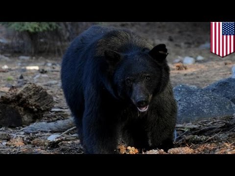 Comida gratis: Oso devora el cadáver de un hombre que murió horas antes de un ataque al corazón