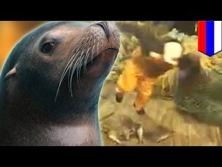 León marino ataca a pescador ruso y su perro luego de quedar atrapado en sus redes