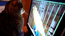 Gatto attacca canarino sul PC - HD