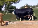 Tufaan for Eid Ul Azha (Bakra Eid) by Shah Cattle Farm, Karachi.