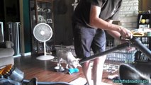 Siberian Husky Puppy vs Vacuum *Snow Dog Shorts #8*