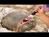Hombre es arrestado por comerse 15 tortugas en peligro de extinción