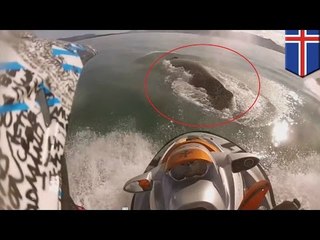 Hombre en una moto acuática choca contra una ballena jorobada en Islandia