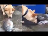 Perro intenta salvar a un pez varado en tierra salpicándolo con un poco de agua