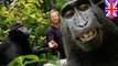 Wikipedia lucha por los derechos de autor de la viral foto de un macaco negro