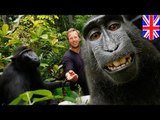Wikipedia lucha por los derechos de autor de la viral foto de un macaco negro