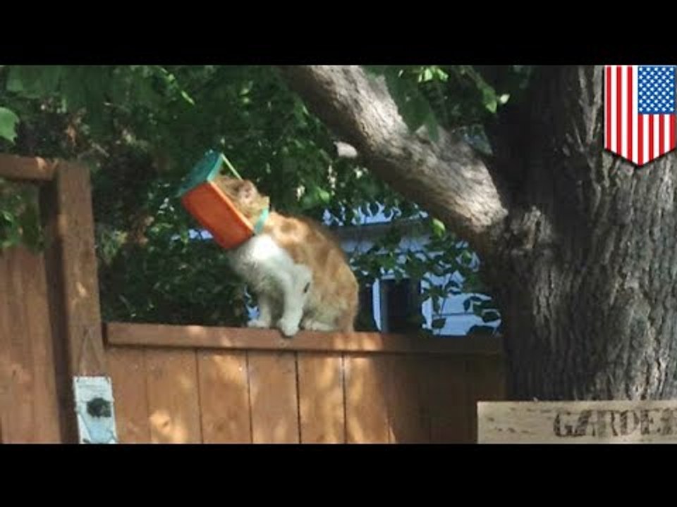 Crueldad animal: Hombre sin corazón evita que un gato en aprietos reciba la ayuda que necesita