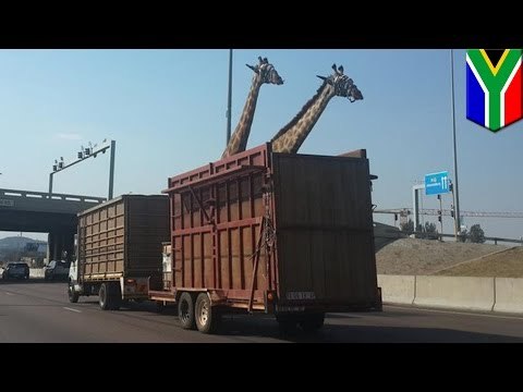 Jirafa muere al golpear su cabeza contra un puente en una autopista de Sudáfrica
