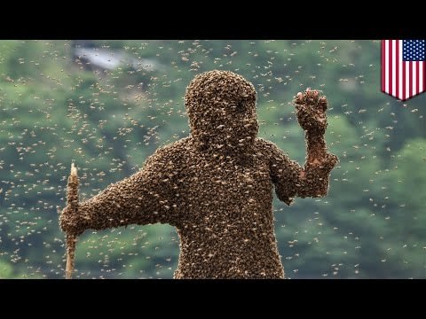 Accidente mortal: Hombre en Michigan se estrella contra una casa infestada de abejas