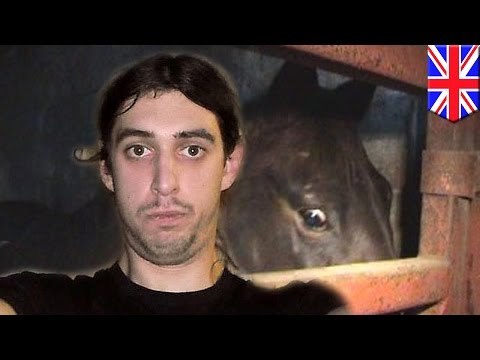 Veterinario en el Reino Unido es arrestado por sostener relaciones sexuales con animales