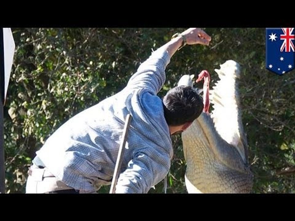 Cocodrilo ataca y muerde a trabajador de zoológico mientras lo alimentaba en frente de espectadores