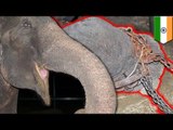 Elefante llora lagrimas de felicidad cuando es liberado después de 50 años de maltrato y abusos