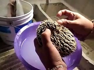 Rey... erizo infestado de pulgas