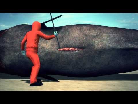 Desafortunado biólogo marino es cubierto por las entrañas de una ballena encallada que exploto